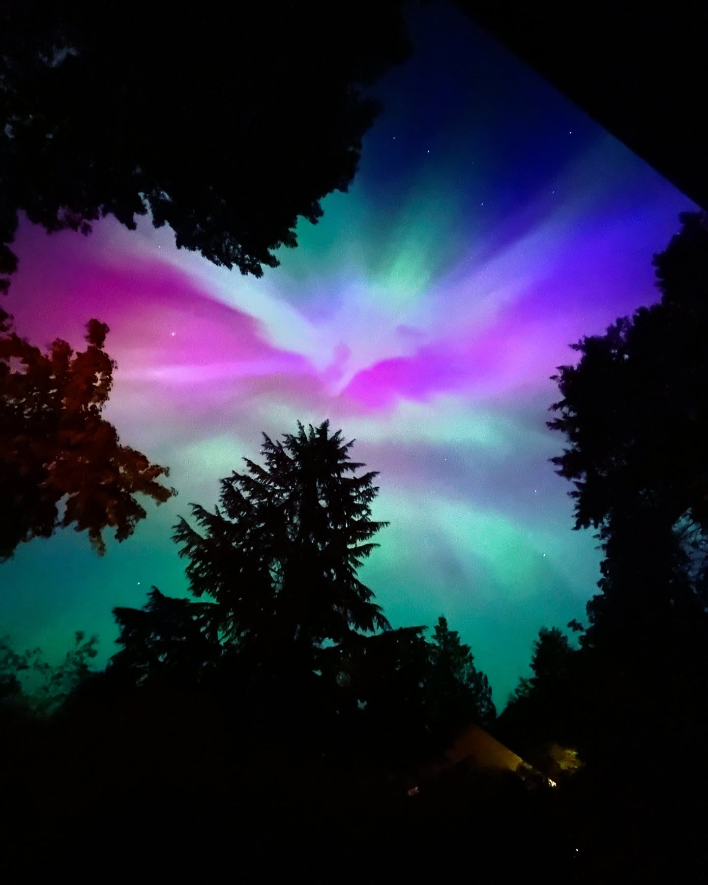 Colourful night sky framed by Bowen Island trees